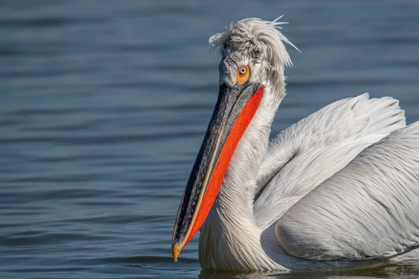 Dalmaçyalı kıvırcık pelikan (Pelecanus crispus) dünyanın en büyük tatlı su kuşu