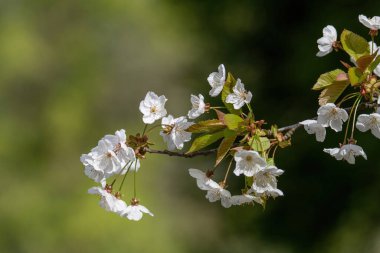 Pembe ağaç çiçekleri, Prunus Serrulata Kanzan, dal çiçekleri, Japon kirazı, çiçek arkaplanı, yakın plan. Beyaz-pembe kiraz çiçekleri dalda, ilkbaharda