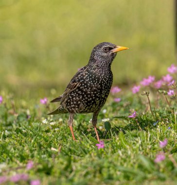 Starling (Sturnus Vulgaris) parkta yürüyor