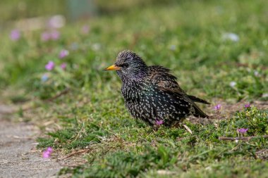 Ağaçtaki sığırcık. Avrupa Sığırcığı (Sturnus vulgaris