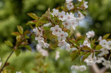 Pembe ağaç çiçekleri, Prunus Serrulata Kanzan, dal çiçekleri, Japon kirazı, çiçek arkaplanı, yakın plan. Beyaz-pembe kiraz çiçekleri dalda, ilkbaharda