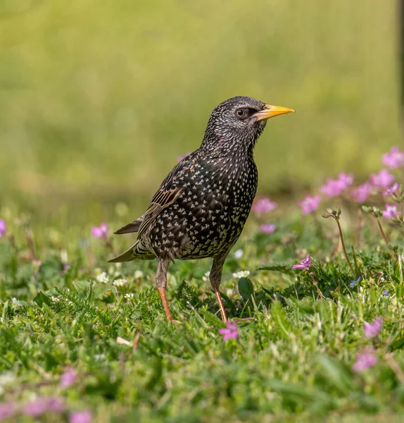 Szpak Zwyczajny Sturnus Vulgaris Spacerujący Parku — Zdjęcie stockowe