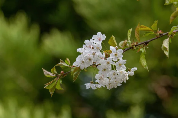 プルナスセルルラタのピンクの木の花観山 枝の花 日本の桜 花の背景 クローズアップ 枝先に白ピンクの桜 — ストック写真