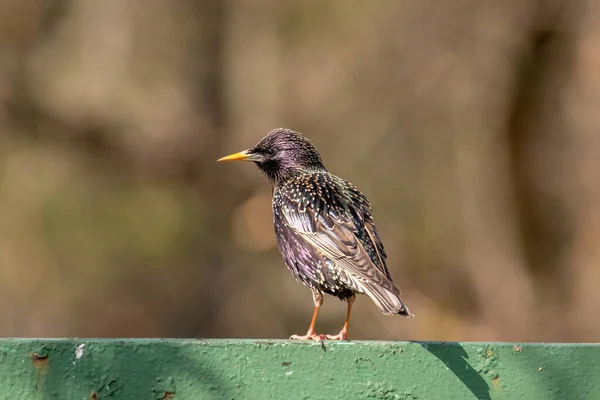 Estornino Común Sturnus Vulgaris También Conocido Como Estornino Europeo —  Fotos de Stock