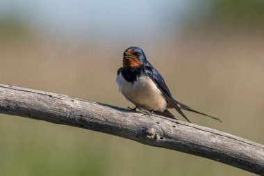 Barn Swallow (Hirundo rustica) sitting on  branch.