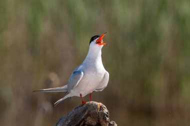 Common Tern (Sterna hirundo)is a seabird in the family Laridae. Wildlife Scene of Nature in Europe