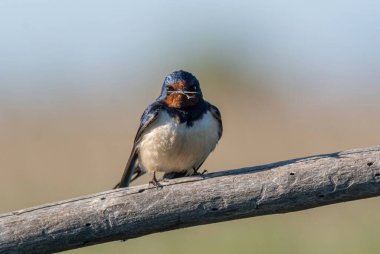 Ahır Kırlangıcı (Hirundo rustica) dal üzerinde oturuyor.