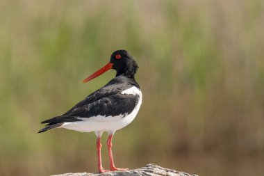 Tek bir istiridye avcısı. Uzun düz kırmızı gagalı siyah ve beyaz kuş bulanık arka planlı yeşil çimlerde duruyor.