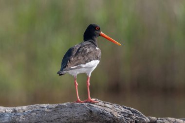 Tek bir istiridye avcısı. Uzun düz kırmızı gagalı siyah ve beyaz kuş bulanık arka planlı yeşil çimlerde duruyor.