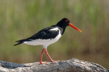 Tek bir istiridye avcısı. Uzun düz kırmızı gagalı siyah ve beyaz kuş bulanık arka planlı yeşil çimlerde duruyor.