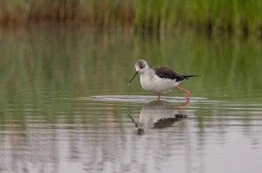 Kara kanatlı Stilt Stilt veya Pied Stilt (Himantopus himantopus), avocet ve stilt familyasından çok uzun bacaklı bir balıkçı teknesidir..