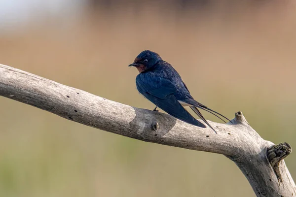 Barn Swallow Hirundo Rustica Sitting Branch — Zdjęcie stockowe