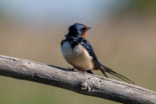 Barn Swallow Hirundo Rustica Sitting Branch — Zdjęcie stockowe