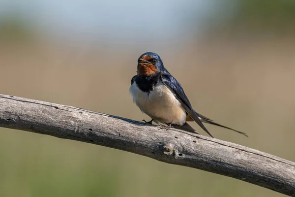 Barn Swallow (Hirundo rustica) sitting on  branch.