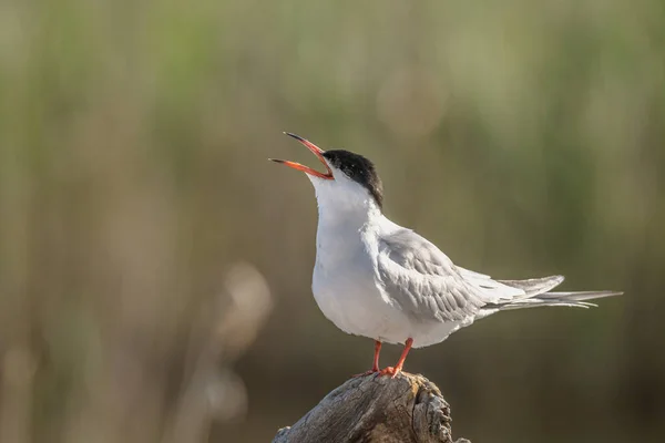 Common Tern Sterna Hirundo Морская Птица Семейства Laridae Дикая Природа — стоковое фото