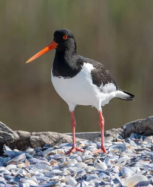 Single Oystercatcher Black White Bird Long Straight Red Beak Standing — Photo