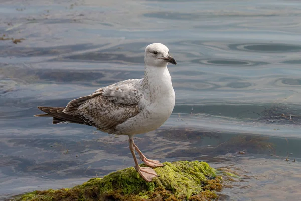 Портрет Подростковой Желтоногой Чайки Larus Michahellis Птицы Естественной Среде — стоковое фото