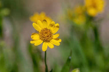 Sarı Arnica (Arnica lanceolata) bitkisi güzel bokeh ile çiçek açar. Sığ alan derinliği