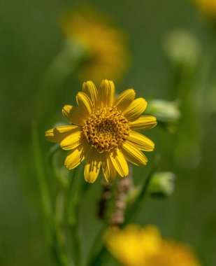 Sarı Arnica (Arnica lanceolata) bitkisi güzel bokeh ile çiçek açar. Sığ alan derinliği