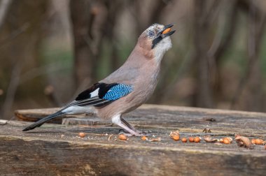 Avrasyalı Jay Garrulus Glandarius 'un portresi. Karga ailesindeki kuş.  