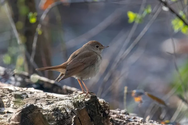 Phénicurus Ochruros Est Petit Passereau Genre Phénicurus — Photo