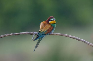Avrupa Arı Yiyen (Merops apiaster), Üreme Kolonisi yakınlarındaki şubeye tünemiştir. Bu kuş güney Avrupa 'da ve kuzey Afrika ve batı Asya' nın bazı bölgelerinde ürer.
