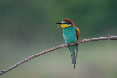 Avrupa Arı Yiyen (Merops apiaster), Üreme Kolonisi yakınlarındaki şubeye tünemiştir. Bu kuş güney Avrupa 'da ve kuzey Afrika ve batı Asya' nın bazı bölgelerinde ürer.
