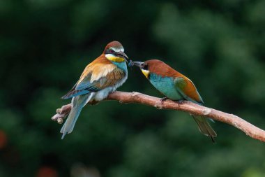 Avrupa Arı Yiyen (Merops apiaster), Üreme Kolonisi yakınlarındaki şubeye tünemiştir. Bu kuş güney Avrupa 'da ve kuzey Afrika ve batı Asya' nın bazı bölgelerinde ürer.