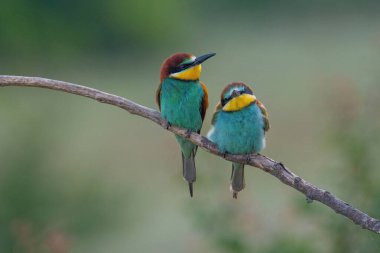 Avrupa Arı Yiyen (Merops apiaster), Üreme Kolonisi yakınlarındaki şubeye tünemiştir. Bu kuş güney Avrupa 'da ve kuzey Afrika ve batı Asya' nın bazı bölgelerinde ürer.
