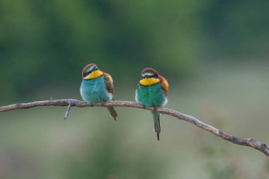 Avrupa Arı Yiyen (Merops apiaster), Üreme Kolonisi yakınlarındaki şubeye tünemiştir. Bu kuş güney Avrupa 'da ve kuzey Afrika ve batı Asya' nın bazı bölgelerinde ürer.