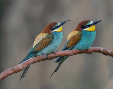 Avrupa Arı Yiyen (Merops apiaster), Üreme Kolonisi yakınlarındaki şubeye tünemiştir. Bu kuş güney Avrupa 'da ve kuzey Afrika ve batı Asya' nın bazı bölgelerinde ürer.