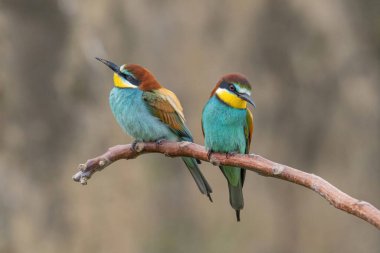 Avrupa Arı Yiyen (Merops apiaster), Üreme Kolonisi yakınlarındaki şubeye tünemiştir. Bu kuş güney Avrupa 'da ve kuzey Afrika ve batı Asya' nın bazı bölgelerinde ürer.
