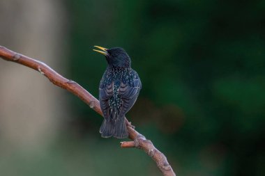 Ortak Starling (Sturnus Vulgaris) dalına tıraşlama