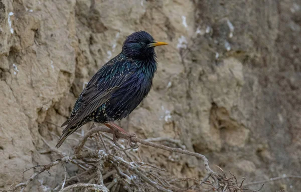 Szpak Sturnus Vulgaris Perching Oddział — Zdjęcie stockowe