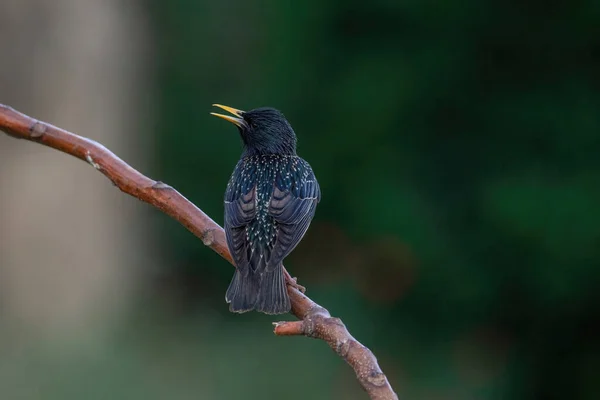 Szpak Sturnus Vulgaris Perching Oddział — Zdjęcie stockowe