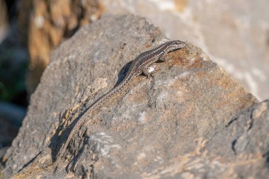 Podarcis muralis, taş duvarda yaygın duvar kertenkelesi