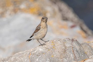 Kuzey Wheatear, Oenanthe Oenanthe, bir taşın üzerinde oturuyor.