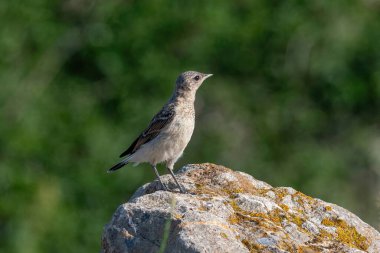 Kuzey Wheatear, Oenanthe Oenanthe, bir taşın üzerinde oturuyor.