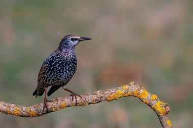 Ortak Starling (Sturnus Vulgaris) dalına tıraşlama
