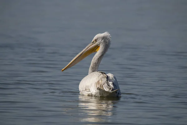 Pelicano Encaracolado Dálmata Pelecanus Crispus Maior Pássaro Água Doce Mundo — Fotografia de Stock