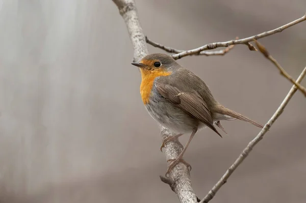 Petirrojo Europeo Erithacus Rubecula Una Rama Árbol Jardín —  Fotos de Stock