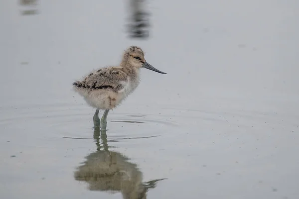 Pulcino Pied Avocet Acqua Cerca Cibo Recurvirostra Avosetta — Foto Stock