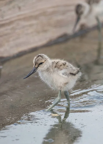 Pied Avocet Kuiken Het Water Zoek Naar Voedsel Recurvirostra Avosetta — Stockfoto