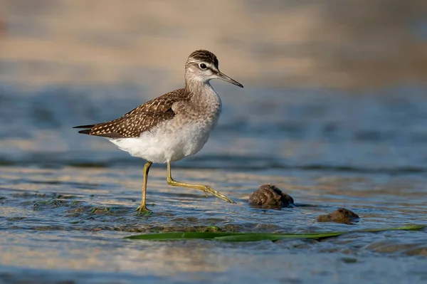 Ein Sumpfwasserläufer Tringa Stagnatilis Watet Einem Ruhigen Bach — Stockfoto