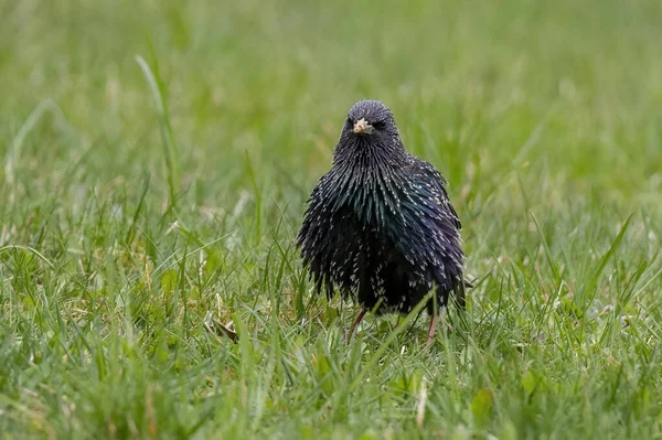 Starling Sturnus Vulgaris Sentado Grama — Fotografia de Stock