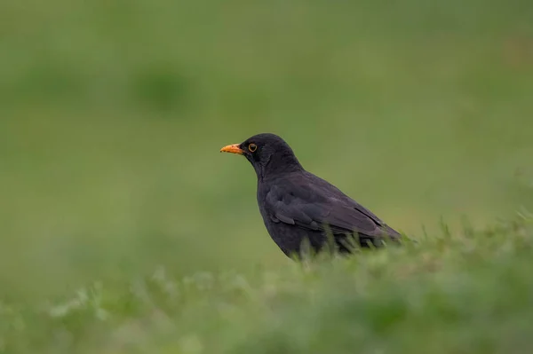 Blackbird Turdus Merula Parktaki Çimlerin Üzerinde Oturuyor Vahşi Yaşam Fotoğrafı — Stok fotoğraf