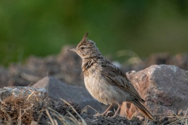 Tarla kuşları diğer tarlakuşlarından daha büyük cüsseli ve başlarındaki oldukça büyük armalarla ayırt edilir. Yetişkin erkekler ve dişiler renk olarak benzerdir.
