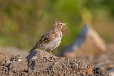 Tarla kuşları diğer tarlakuşlarından daha büyük cüsseli ve başlarındaki oldukça büyük armalarla ayırt edilir. Yetişkin erkekler ve dişiler renk olarak benzerdir.