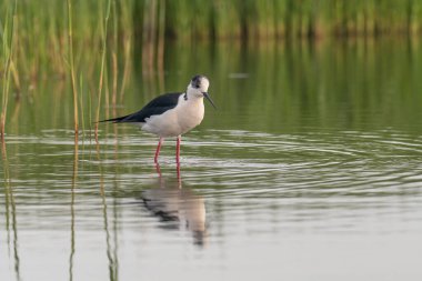 Kara kanatlı Stilt Stilt veya Pied Stilt (Himantopus himantopus), avocet ve stilt familyasından çok uzun bacaklı bir balıkçı teknesidir..