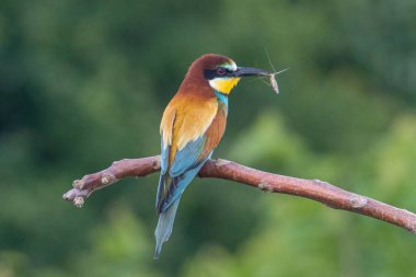 Avrupa Arı Yiyen (Merops apiaster), Üreme Kolonisi yakınlarındaki şubeye tünemiştir. Bu kuş güney Avrupa 'da ve kuzey Afrika ve batı Asya' nın bazı bölgelerinde ürer.